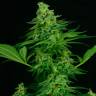 семена конопли Спб Auto Critical regular семена конопли Спб Auto Critical regular