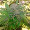 семена конопли индика Auto Critical regular семена конопли индика Auto Critical regular