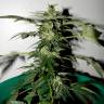 семена конопли в России Auto Critical regular семена конопли в России Auto Critical regular