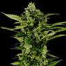 семена конопли в фирменной упаковке Auto Big Bang feminised Green House Seeds семена конопли в фирменной упаковке Auto Big Bang feminised Green House Seeds