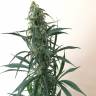 семена конопли для посадки купить Chuy Valley feminised Bang Seeds семена конопли для посадки купить Chuy Valley feminised Bang Seeds