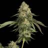 семена конопли аутдор Golden Berry feminised DNA Genetics семена конопли аутдор Golden Berry feminised DNA Genetics