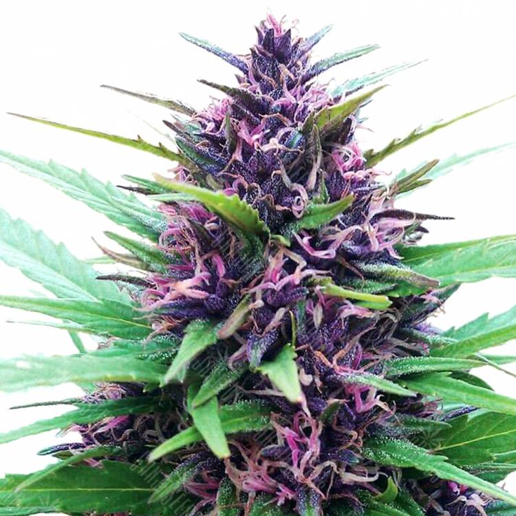 заказать качественные семена конопли Shaman regular Dutch Passion Seeds заказать качественные семена конопли Shaman regular Dutch Passion Seeds