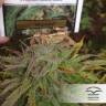 заказать на сайте семена конопли Shaman regular Dutch Passion Seeds заказать на сайте семена конопли Shaman regular Dutch Passion Seeds