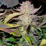 семена конопли аутдор Smile feminised Kannabia Seeds