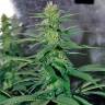 семена индийской конопли Smile feminised Kannabia Seeds