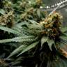 семена конопли интернет магазин Misty Kush regular Nirvana Seeds семена конопли интернет магазин Misty Kush regular Nirvana Seeds