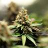 семена сортовой конопли Misty Kush regular Nirvana Seeds семена сортовой конопли Misty Kush regular Nirvana Seeds