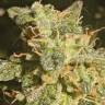 купить семена конопли Auto Lennon feminised Pyramid Seeds
