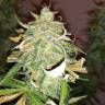 заказ семян конопли Спб Auto Lennon feminised Pyramid Seeds