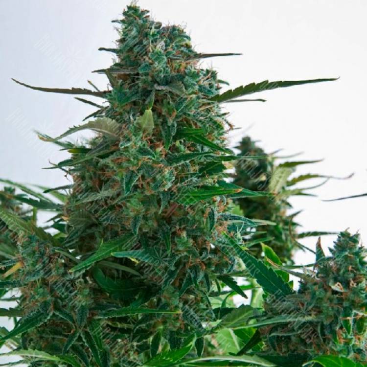 Семена конопли Auto Gagarin 2 feminised Ganja Seeds Семена конопли Auto Gagarin 2 feminised Ganja Seeds