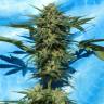 семена конопли интернет магазин Auto White Russian feminised семена конопли интернет магазин Auto White Russian feminised
