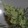 доставка семян конопли в спб Super Silver Haze feminised доставка семян конопли в спб Super Silver Haze feminised