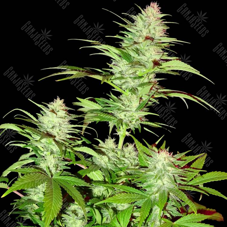 качественные семена конопли White Widow x Chronic feminised качественные семена конопли White Widow x Chronic feminised
