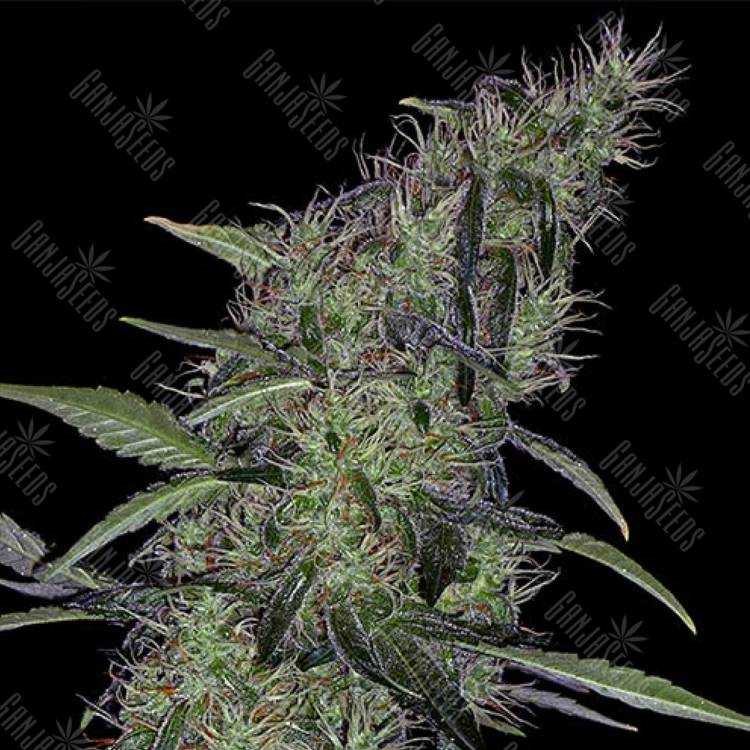 где заказать семена конопли Auto Sweet Tooth x Somango feminised где заказать семена конопли Auto Sweet Tooth x Somango feminised