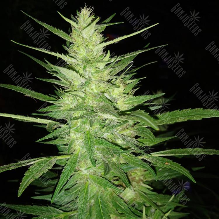 Auto Guerrilla feminised RuSeeds Auto Guerrilla feminised RuSeeds