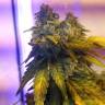 семена конопли Спб Erlik feminised Bang Seeds семена конопли Спб Erlik feminised Bang Seeds