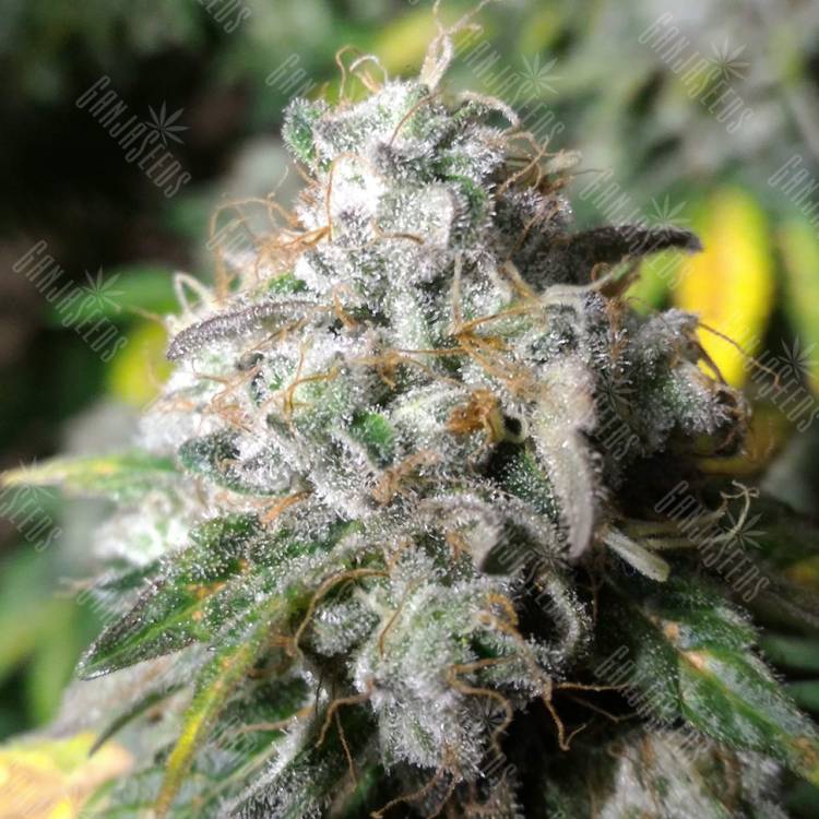семена конопли курьером Erlik feminised Bang Seeds семена конопли курьером Erlik feminised Bang Seeds