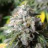 семена конопли курьером Erlik feminised Bang Seeds семена конопли курьером Erlik feminised Bang Seeds