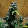 семена конопли для курения Erlik feminised Bang Seeds семена конопли для курения Erlik feminised Bang Seeds