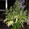 семена сортовой конопли Critical Kush feminised Barneys Farm семена сортовой конопли Critical Kush feminised Barneys Farm