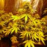 урожайные семена конопли Critical Kush feminised Barneys Farm урожайные семена конопли Critical Kush feminised Barneys Farm