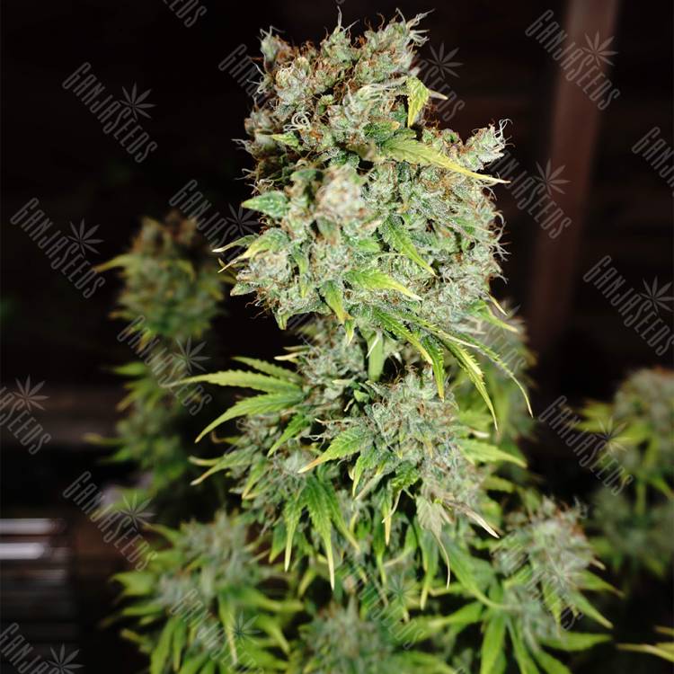 семена конопли f1 в оригинальной упаковке Critical Kush feminised Barneys Farm семена конопли f1 в оригинальной упаковке Critical Kush feminised Barneys Farm