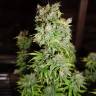 семена конопли f1 в оригинальной упаковке Critical Kush feminised Barneys Farm семена конопли f1 в оригинальной упаковке Critical Kush feminised Barneys Farm
