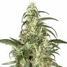 семена конопли курьером Skunk #1 regular Dutch Passion Seeds семена конопли курьером Skunk #1 regular Dutch Passion Seeds