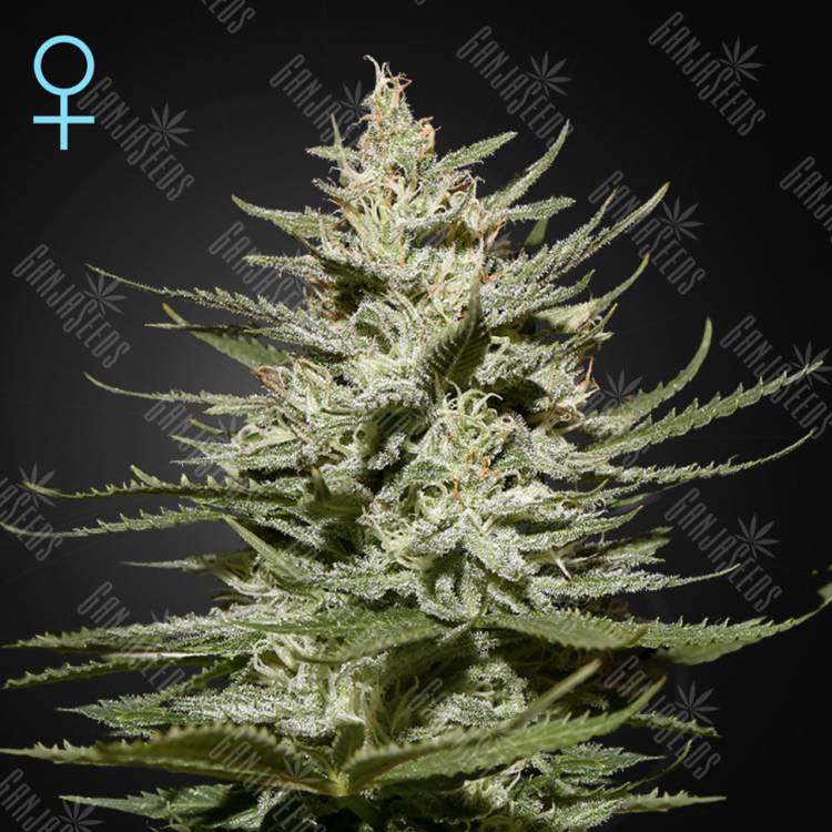 семена конопли в фирменной упаковке The Church CBD feminised Green House Seeds семена конопли в фирменной упаковке The Church CBD feminised Green House Seeds