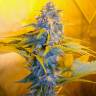 семена конопли феминизированные Skunk+ feminised Kannabia Seeds семена конопли феминизированные Skunk+ feminised Kannabia Seeds