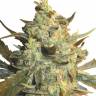 качественные семена конопли Skunk+ feminised Kannabia Seeds качественные семена конопли Skunk+ feminised Kannabia Seeds
