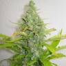 семена конопли интернет магазин Skunk+ feminised Kannabia Seeds семена конопли интернет магазин Skunk+ feminised Kannabia Seeds