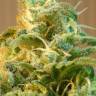 семена конопли f1 в оригинальной упаковке Skunk+ feminised Kannabia Seeds семена конопли f1 в оригинальной упаковке Skunk+ feminised Kannabia Seeds