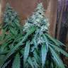 где заказать семена конопли Auto Nefertiti feminised Pyramid Seeds где заказать семена конопли Auto Nefertiti feminised Pyramid Seeds