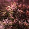семена индийской конопли Auto Cream Mandarine XL feminised Sweet Seeds семена индийской конопли Auto Cream Mandarine XL feminised Sweet Seeds