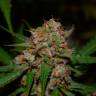 Семена конопли Auto Glueberry O.G. feminised Ganja Seeds Семена конопли Auto Glueberry O.G. feminised Ganja Seeds