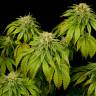 Семена ганжы California Hash Plant feminised Ganja Seeds недорого Семена ганжы California Hash Plant feminised Ganja Seeds недорого