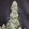 где заказать семена конопли Auto Blueberry feminised где заказать семена конопли Auto Blueberry feminised