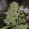 заказать на сайте семена конопли Auto Blueberry feminised заказать на сайте семена конопли Auto Blueberry feminised