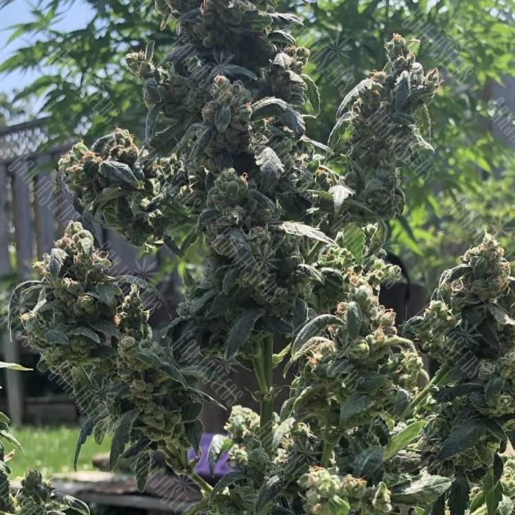 купить семена конопли с доставкой в рф Opium feminised купить семена конопли с доставкой в рф Opium feminised