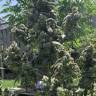 купить семена конопли с доставкой в рф Opium feminised купить семена конопли с доставкой в рф Opium feminised