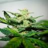 семена конопли феминизированные Auto Bomb feminised Green House Seeds семена конопли феминизированные Auto Bomb feminised Green House Seeds