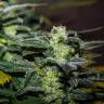 семена конопли недорого Auto Bomb feminised Green House Seeds семена конопли недорого Auto Bomb feminised Green House Seeds
