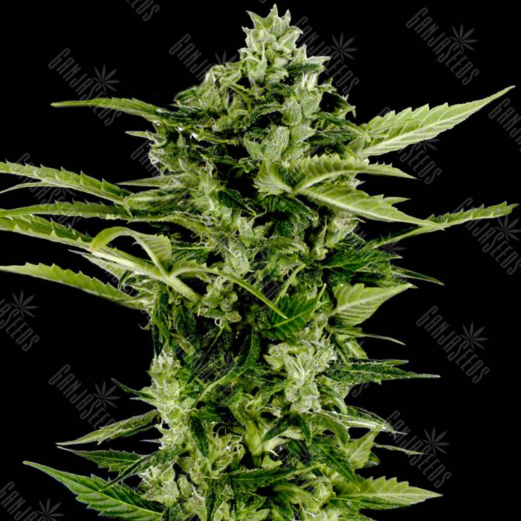 семена конопли f1 в оригинальной упаковке Auto Bomb feminised Green House Seeds семена конопли f1 в оригинальной упаковке Auto Bomb feminised Green House Seeds