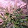 где можно заказать семена конопли Irbis feminised Bang Seeds где можно заказать семена конопли Irbis feminised Bang Seeds