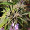 семена конопли элитных сортов Irbis feminised Bang Seeds семена конопли элитных сортов Irbis feminised Bang Seeds