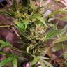 семена конопли в интернете Irbis feminised Bang Seeds семена конопли в интернете Irbis feminised Bang Seeds