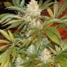 урожайные семена конопли White Rhino regular Ganja Seeds урожайные семена конопли White Rhino regular Ganja Seeds
