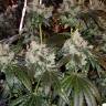 семена конопли в оригинальных упаковках Dr. Grinspoon feminised Barneys Farm семена конопли в оригинальных упаковках Dr. Grinspoon feminised Barneys Farm